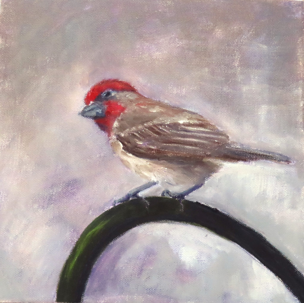 House Finch Fine Art Print Judith Robichaud